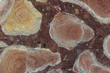 Polished Stromatolite (Jurusania) From Russia - Million Years #73922-1
